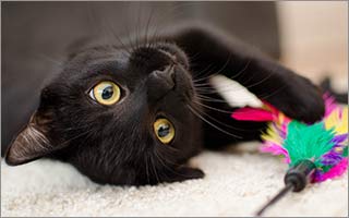 Top 10 Reasons to Adopt a Black Cat