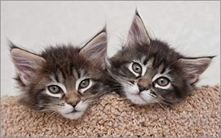 Top 10 Reasons to Adopt a Rescue Kitten