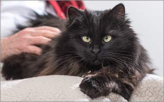 Top 10 Reasons to Adopt an Older Cat