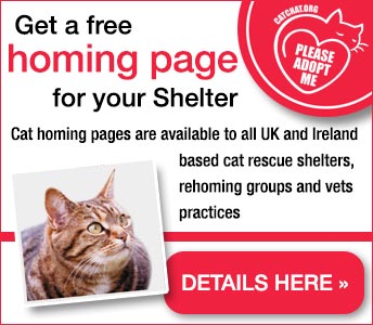 get a free cat homing page