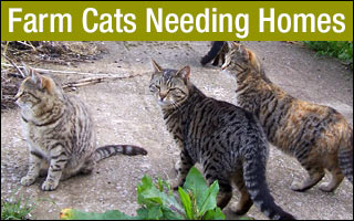 feral and farm cats for adoption UK and Ireland