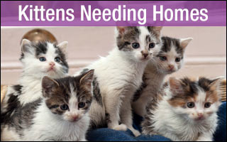 Rescue Centres with Kittens for Adoption UK & Ireland