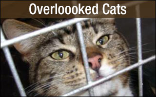 Rescue Cats Overlooked for Adoption