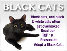 Top 10 Reasons to Adopt a Black Cat