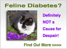 Information on adopting and caring for a diabetic cat