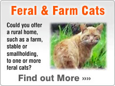 adopt a feral cat from a rescue shelter