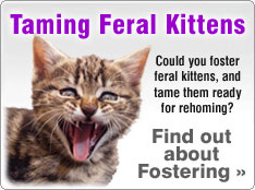 Fostering and Taming Feral Kittens