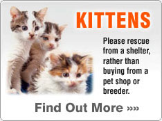 Adopt a kitten from a rescue centre