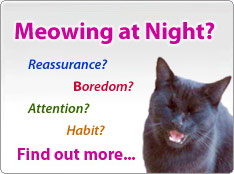 Causes and solutions for meowing at night