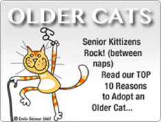 Top 10 reasons to Adopt an Older Cat
