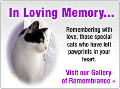 Remembrance Gallery for Cat Tributes