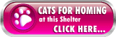 Cats for Rehoming at Fluff & Feathers Pedigree Rescue