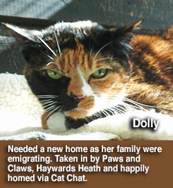 tortie rescue cat dolly homed through cat chat