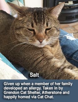 tabby rescue cat salt homed through cat chat