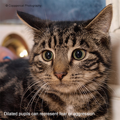 Aggression in cats - dilating pupils