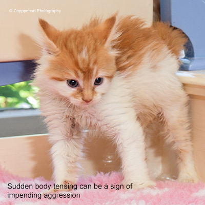 Cause Behind an Aggressive Cat - NaturVet®