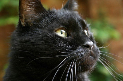 yogi shows the beauty of black cats