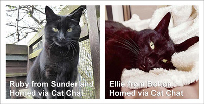 black cats homed via cat chat 1