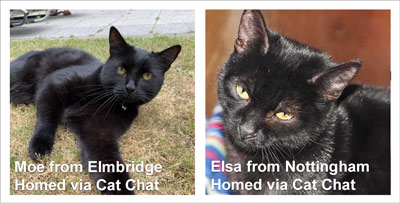 black cats homed 2