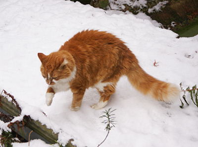 cold weather care for your cat