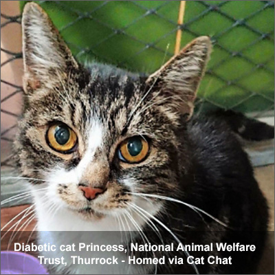 Diabetic cat Princess homed via Cat Chat