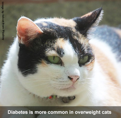 Overweight cat