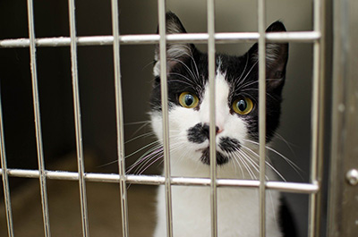cat waiting for a home at a rescue centre