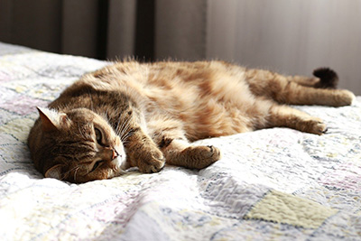 cat homing from home to home