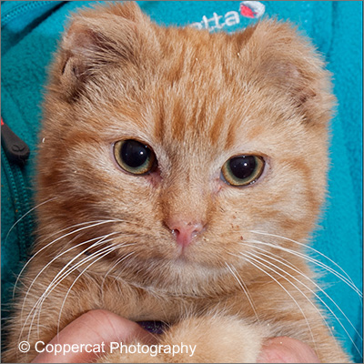 disabled cat by coppercat photography