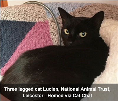 Lucien, three legged disabled cat, rehomed through Cat Chat