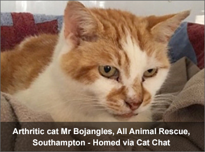 Disabled cat Mr Bojangles