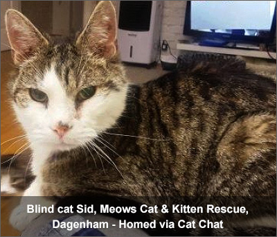 Sid, blind cat, rehomed through Cat Chat