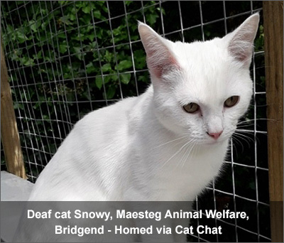 Caroline, deaf cat, rehomed through Cat Chat