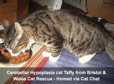 Cerebellar Hypoplasia cat Taffy from Bristol, adopted via Cat Chat