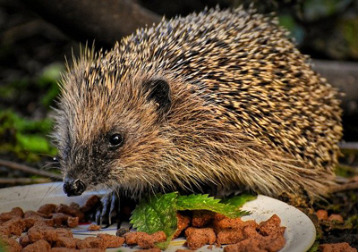 food for hedgehogs