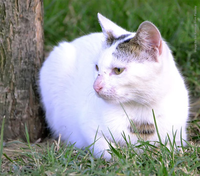 hot weather weather light coloured cat