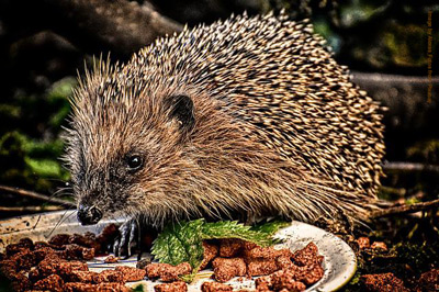 food for hedgehogs