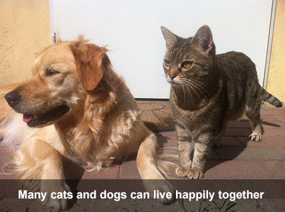 Many cats and dogs can live happily together