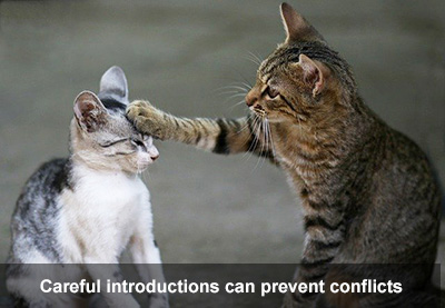 Careful introductions can prevent conflicts