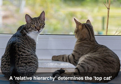 top cat in a feline household hiererchy
