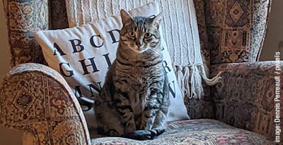 tabby cat on sofa