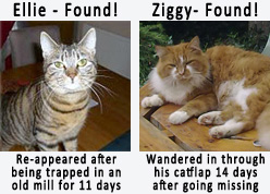 lost and found cats