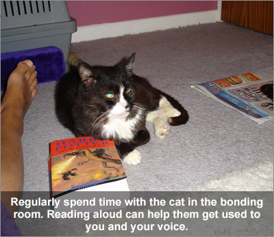Reading with cat in bonding room