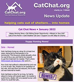 cat chat news update