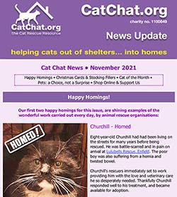 cat chat news letter