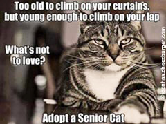 older cats - what's not to love?