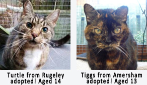 adult rescue cats homed via cat chat