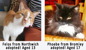 older cats homed through cat chat website