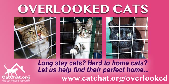 overlooked cats section - helping long stay cats