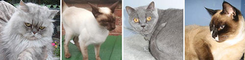 pedigree breed rescue cats